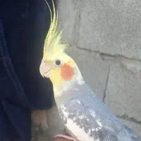 عروس هلندی