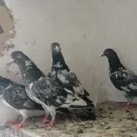 چهار عدد دب واله