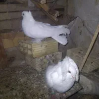 یک جفت کفتر دمچتری و شامپیون|پرنده|اصفهان, شهید رجایی|دیوار