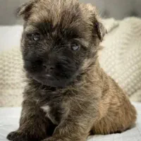 سگ شیتزو مینیاتوری