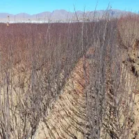 نهال شناسه دار نهالستان محسن|خدمات باغبانی و درختکاری|تیران, |دیوار