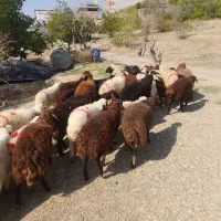 گوسفند  با قصاب درمحل  زند ه در چیتگر دهکده دریاچه|حیوانات مزرعه|تهران, شهرک استقلال|دیوار