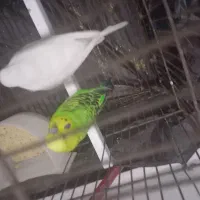 مرغ عشق|پرنده|مشگین شهر, |دیوار