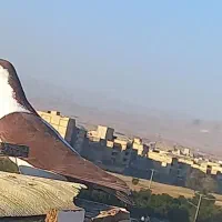 چپ کلاع دم سرخ