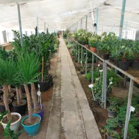 استخدام نیروی آقا در گلخانه