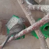 کبوتر الماسی یا چینی|پرنده|مشکین‌دشت, |دیوار