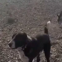 سگ گله