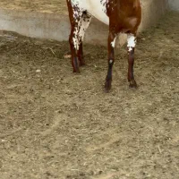 خاص و وارداتی