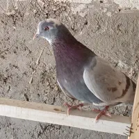 کبوتر پرشی|پرنده|خمینی‌شهر, |دیوار