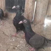 ط‌وقی و نامور|پرنده|لالجین, |دیوار