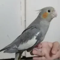 جوجه عروس