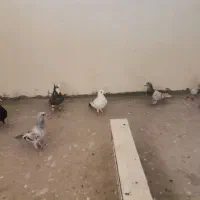 6عدد همه باهمن|پرنده|کرمان, |دیوار