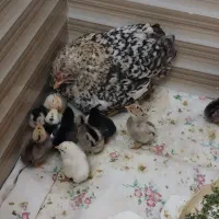 تعداد ۵مرغ گلبن و۱۲عدد جوجه دوماهه و۴ماهه واروخروس