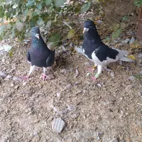 کبوتر شهری|پرنده|کازرون, |دیوار