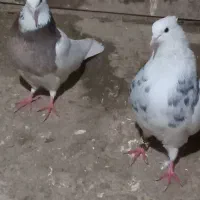 کبوتز|پرنده|دهگلان, |دیوار