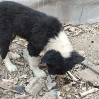 توله قهدرجانی رایگان|سگ|قهدریجان, |دیوار