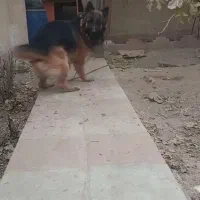 ژرمن موبلند نگهبان