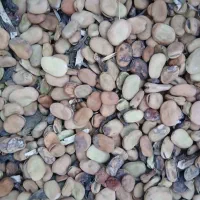 باقلا|عمده‌فروشی|دره شهر, |دیوار