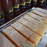 عسل طبیعی بهاره به شرط مرجوعی|خوردنی و آشامیدنی|قیدار, |دیوار