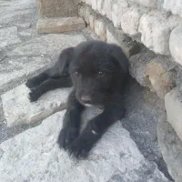 توله پا کوتاه پامر سه ماهه