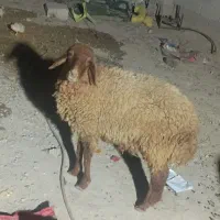 گوسفند|حیوانات مزرعه|هندیجان, |دیوار