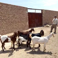 4عددشاه بز پر شیر 3زایده1ابستن