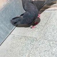 جفت زاغ