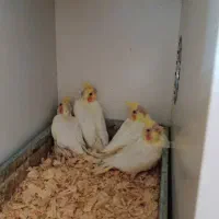 عروس هلندی رام نیمه رام مولد|پرنده|فومن, |دیوار