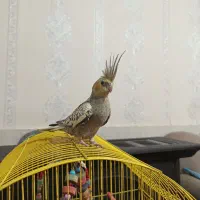 عروس هلندی ۶ ماهه