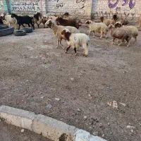 کاه در رامهرمز