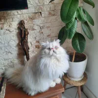 گربه پرشین نر