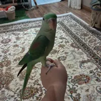پرنده قفسی