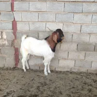 کهره  داشتی