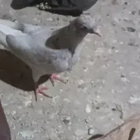 شازده سار