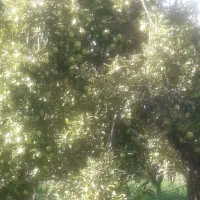 کارگر سیب چین