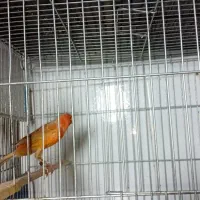 فروش قناری اوپال نر مست|پرنده|اندیمشک, |دیوار