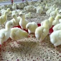 جوجه گوشتی صدرصد راس با فاکتور معتبر راس