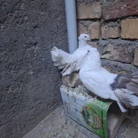 کبوتر و جوجه میناطوری