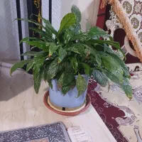 گل طبیعی|گل و گیاه طبیعی|سرپل ذهاب, |دیوار