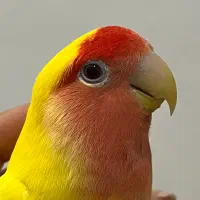 طوطی برزیلی گم شده