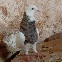 کبوتر طوقی