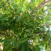 فروش باغ روستای بیاره