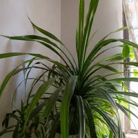 گل پاندانوس