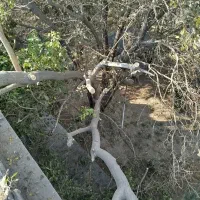 حرص کاری درخت|خدمات باغبانی و درختکاری|تهران, بهداشت|دیوار