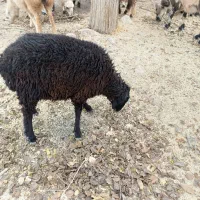 بره لاغر گله آیی مناسب داشت و پروار|حیوانات مزرعه|سرچهان, |دیوار