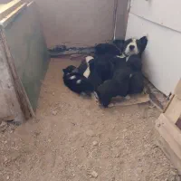 سگ پا کوتاه