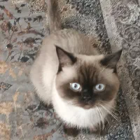 نژاد اسکاتیش هیمالین نژاد کمیاب نر می‌باشد|گربه|گلبهار, شهر جدید گلبهار|دیوار