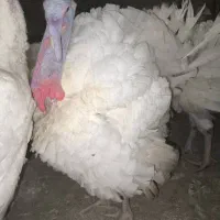 بوقلمون گوشتی  پروار