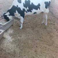 گاو