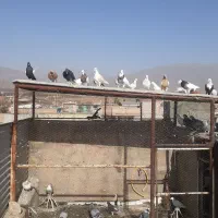 کفتر بم|پرنده|نیشابور, مازول|دیوار